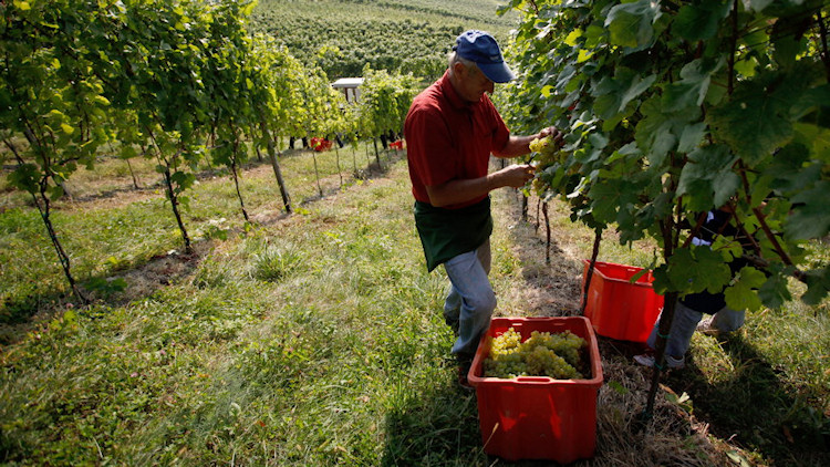 Krems - winegrower at work